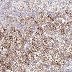 Invitrogen NOV Polyclonal Antibody 100 &mu;L; Unconjugated:Antibodies,