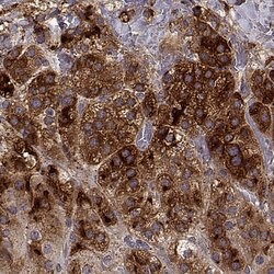 Invitrogen NOV Polyclonal Antibody 100 &mu;L; Unconjugated:Antibodies,