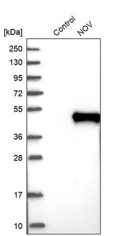 Invitrogen NOV Polyclonal Antibody 100 &mu;L; Unconjugated:Antibodies,