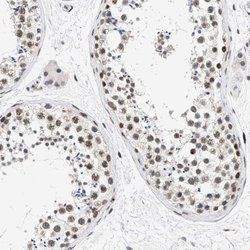 Invitrogen Nuclear Matrix Protein p84 Polyclonal Antibody 100 &mu;L; Unconjugated:Antibodies,