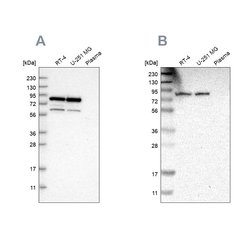 Invitrogen Nuclear Matrix Protein p84 Polyclonal Antibody 100 &mu;L; Unconjugated:Antibodies,