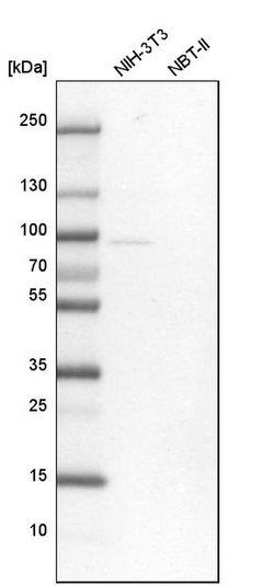 Invitrogen Nuclear Matrix Protein p84 Polyclonal Antibody 100 &mu;L; Unconjugated:Antibodies,