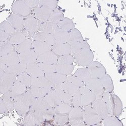Invitrogen AGFG2 Polyclonal Antibody 100 &mu;L; Unconjugated:Antibodies,