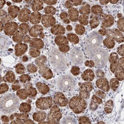 Invitrogen AGFG2 Polyclonal Antibody 100 &mu;L; Unconjugated:Antibodies,