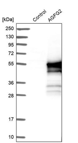 Invitrogen AGFG2 Polyclonal Antibody 100 &mu;L; Unconjugated:Antibodies,