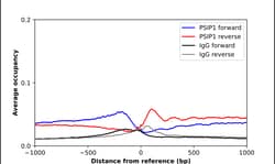Invitrogen PSIP1 Polyclonal Antibody 100 &mu;L; Unconjugated:Antibodies,