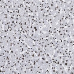 Invitrogen PSIP1 Polyclonal Antibody 100 &mu;L; Unconjugated:Antibodies,