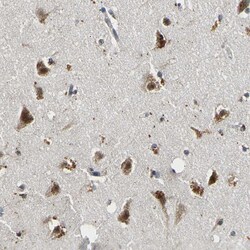 Invitrogen SMU1 Polyclonal Antibody 100 &mu;L; Unconjugated:Antibodies,