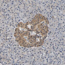 Invitrogen SMU1 Polyclonal Antibody 100 &mu;L; Unconjugated:Antibodies,