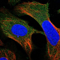 Invitrogen LANCL2 Polyclonal Antibody 100 &mu;L; Unconjugated:Antibodies,