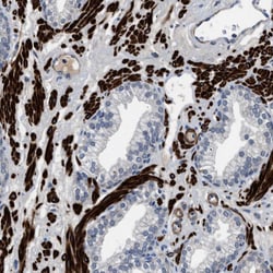 Invitrogen LANCL2 Polyclonal Antibody 100 &mu;L; Unconjugated:Antibodies,