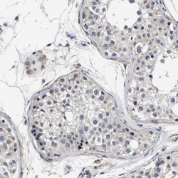 Invitrogen LANCL2 Polyclonal Antibody 100 &mu;L; Unconjugated:Antibodies,