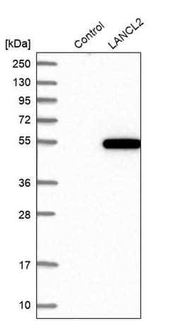 Invitrogen LANCL2 Polyclonal Antibody 100 &mu;L; Unconjugated:Antibodies,