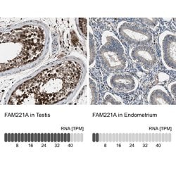 Invitrogen FAM221A Polyclonal Antibody 100 &mu;L; Unconjugated:Antibodies,