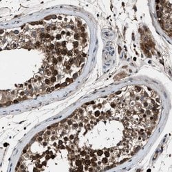 Invitrogen FAM221A Polyclonal Antibody 100 &mu;L; Unconjugated:Antibodies,