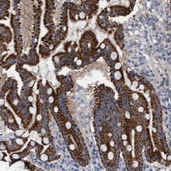 Invitrogen ITFG1 Polyclonal Antibody 100 &mu;L; Unconjugated:Antibodies,