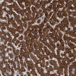 Invitrogen ITFG1 Polyclonal Antibody 100 &mu;L; Unconjugated:Antibodies,