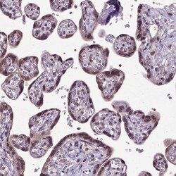 Invitrogen ORC5L Polyclonal Antibody 100 &mu;L; Unconjugated:Antibodies,