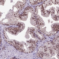 Invitrogen ORC5L Polyclonal Antibody 100 &mu;L; Unconjugated:Antibodies,