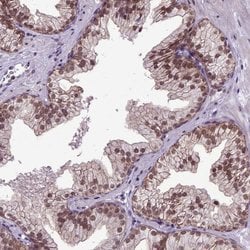 Invitrogen ORC5L Polyclonal Antibody 100 &mu;L; Unconjugated:Antibodies,