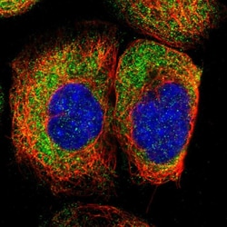 Invitrogen FAM120A Polyclonal Antibody 100 &mu;L; Unconjugated:Antibodies,