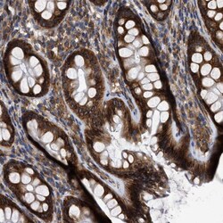 Invitrogen FAM120A Polyclonal Antibody 100 &mu;L; Unconjugated:Antibodies,