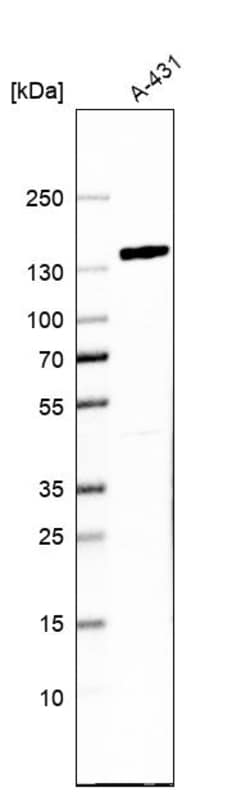 Invitrogen FAM120A Polyclonal Antibody 100 &mu;L; Unconjugated:Antibodies,