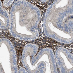 Invitrogen Tara Polyclonal Antibody 100 &mu;L; Unconjugated:Antibodies,