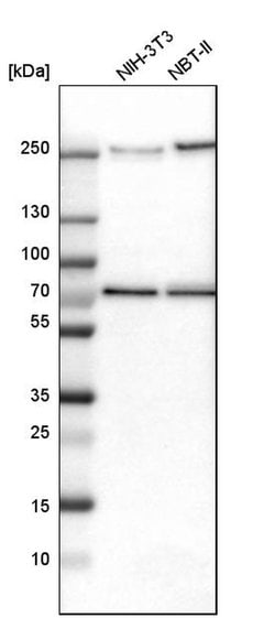 Invitrogen Tara Polyclonal Antibody 100 &mu;L; Unconjugated:Antibodies,