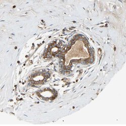 Invitrogen AKAP13 Polyclonal Antibody 100 &mu;L; Unconjugated:Antibodies,