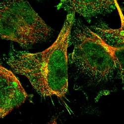 Invitrogen RGL1 Polyclonal Antibody 100 &mu;L; Unconjugated:Antibodies,