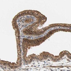 Invitrogen RGL1 Polyclonal Antibody 100 &mu;L; Unconjugated:Antibodies,