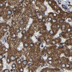 Invitrogen NDUFV3 Polyclonal Antibody 100 &mu;L; Unconjugated:Antibodies,