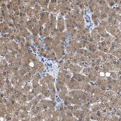 Invitrogen NUDT5 Polyclonal Antibody 100 &mu;L; Unconjugated:Antibodies,