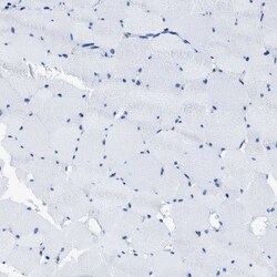 Invitrogen NUDT5 Polyclonal Antibody 100 &mu;L; Unconjugated:Antibodies,