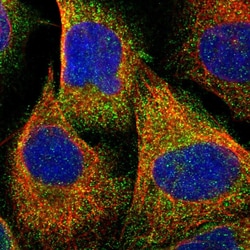 Invitrogen NAPE PLD Polyclonal Antibody 100 &mu;L; Unconjugated:Antibodies,