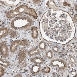 Invitrogen NAPE PLD Polyclonal Antibody 100 &mu;L; Unconjugated:Antibodies,