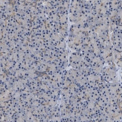 Invitrogen NAPE PLD Polyclonal Antibody 100 &mu;L; Unconjugated:Antibodies,