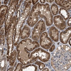 Invitrogen NAPE PLD Polyclonal Antibody 100 &mu;L; Unconjugated:Antibodies,