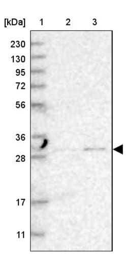 Invitrogen TPMT Polyclonal Antibody 100 &mu;L; Unconjugated:Antibodies,