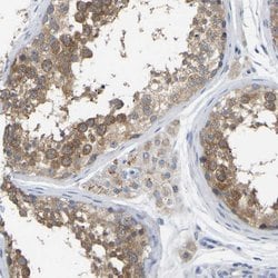 Invitrogen&trade;&nbsp;WIPI2 Polyclonal Antibody