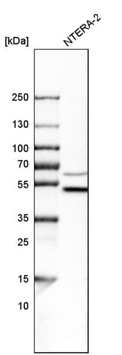 Invitrogen&trade;&nbsp;WIPI2 Polyclonal Antibody