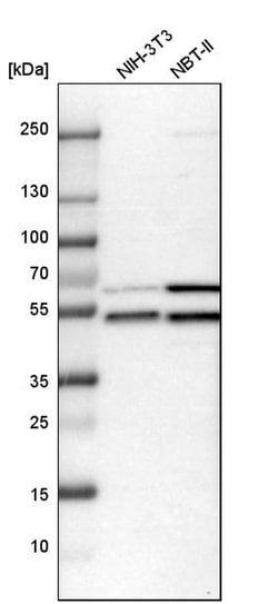 Invitrogen&trade;&nbsp;WIPI2 Polyclonal Antibody