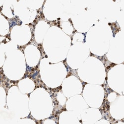 Invitrogen TRIM50 Polyclonal Antibody 100 &mu;L; Unconjugated:Antibodies,