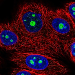 Invitrogen NOM1 Polyclonal Antibody 100 &mu;L; Unconjugated:Antibodies,