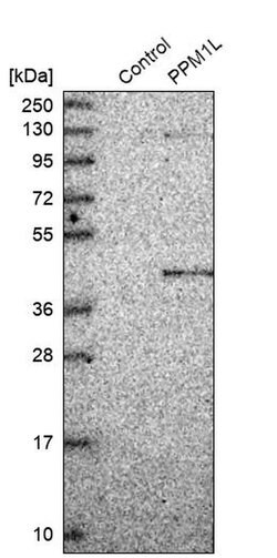 Invitrogen PPM1L Polyclonal Antibody 100 &mu;L; Unconjugated:Antibodies,