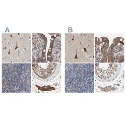 Invitrogen CCDC155 Polyclonal Antibody 100 &mu;L; Unconjugated:Antibodies,