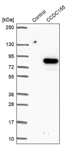 Invitrogen CCDC155 Polyclonal Antibody 100 &mu;L; Unconjugated:Antibodies,