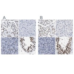 Invitrogen DBC1 Polyclonal Antibody 100 &mu;L; Unconjugated:Antibodies,