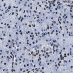 Invitrogen DBC1 Polyclonal Antibody 100 &mu;L; Unconjugated:Antibodies,